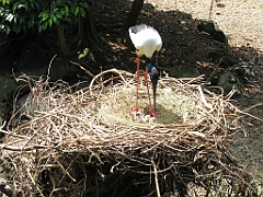 101 Port Douglas Wildlife Habitat